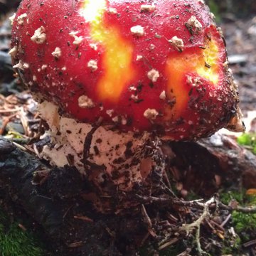 Quis nibh convallis fringilla