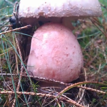 Quis nibh convallis fringilla