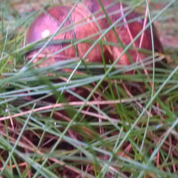 Quis nibh convallis fringilla