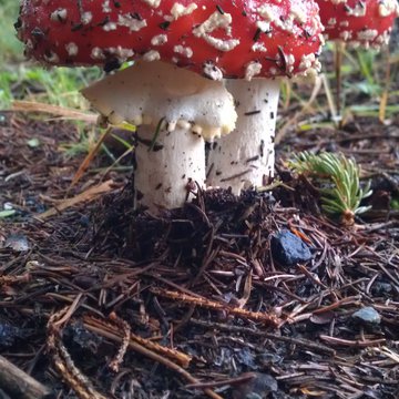 Quis nibh convallis fringilla